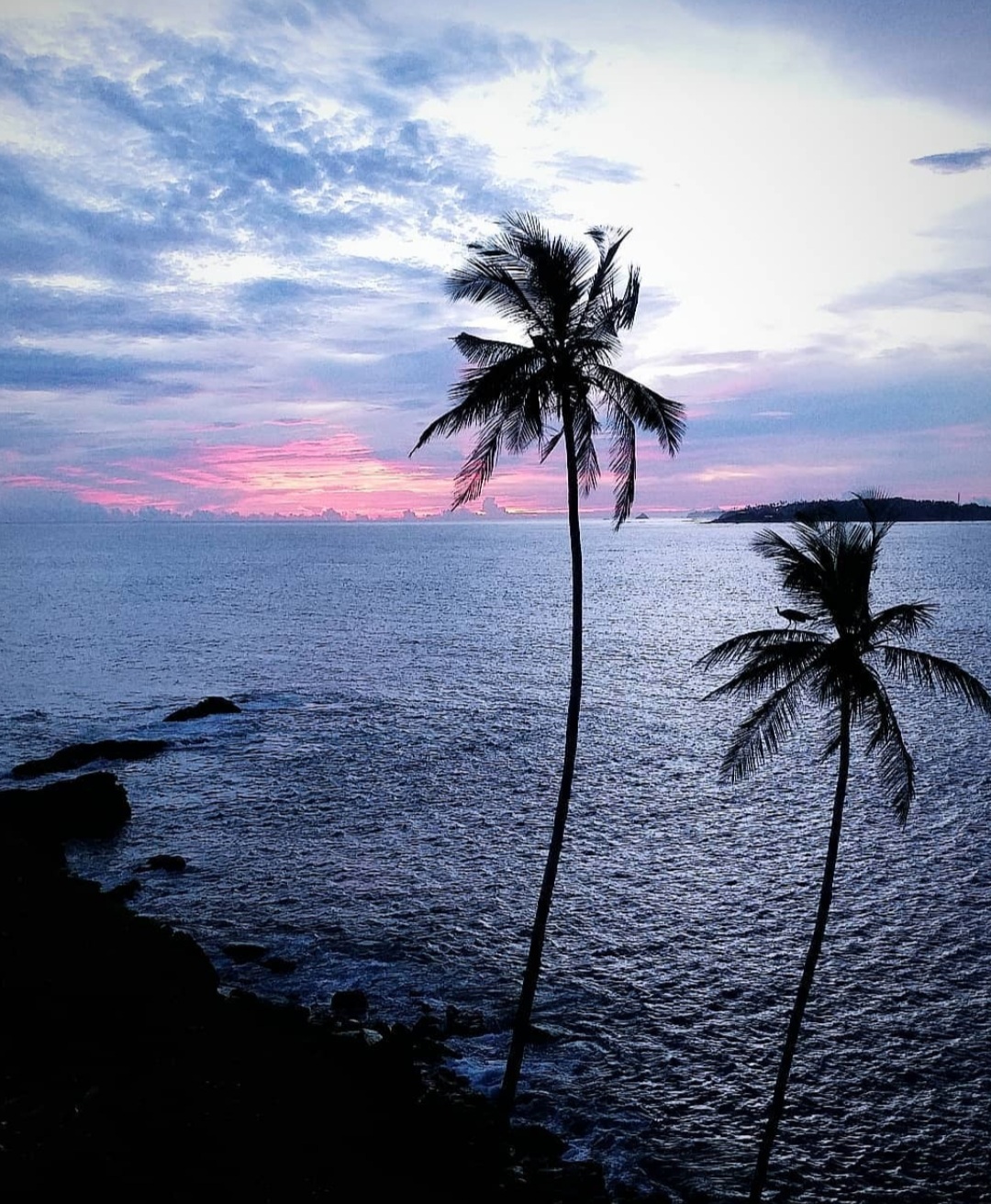 Palm trees beside the sea at sunset in Mirissa, Sri Lanka