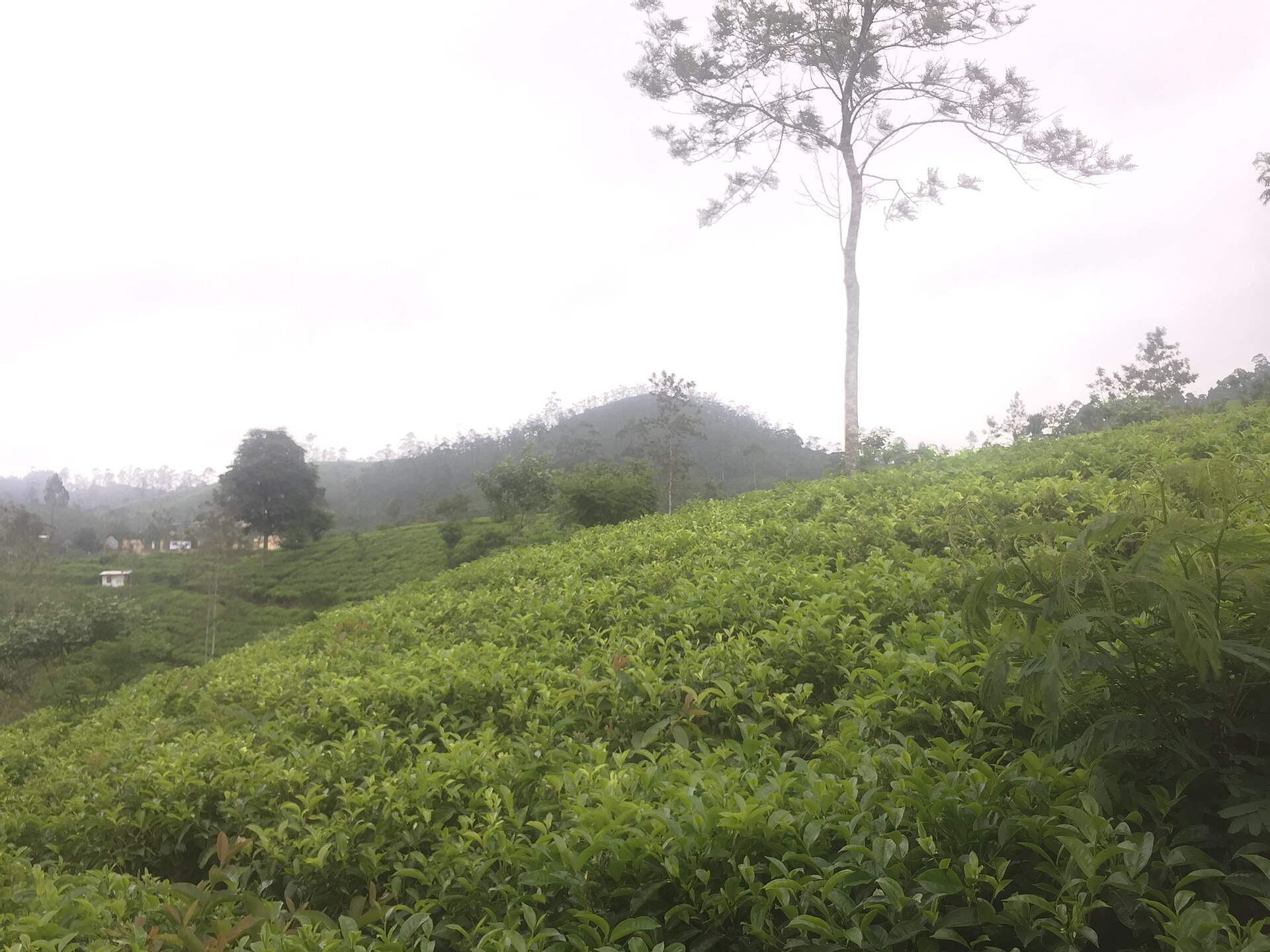 Green tea-growing hills and plantation paths in Sri Lanka